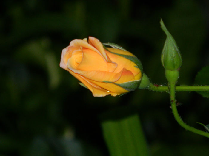 DSCN8644