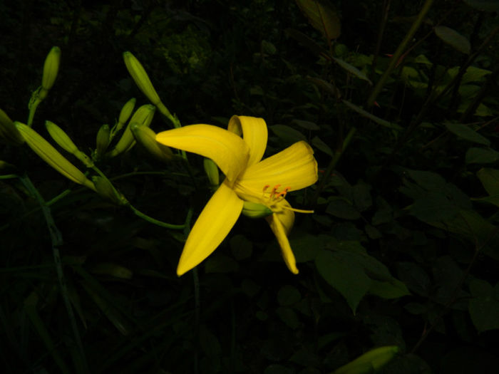 DSCN8661
