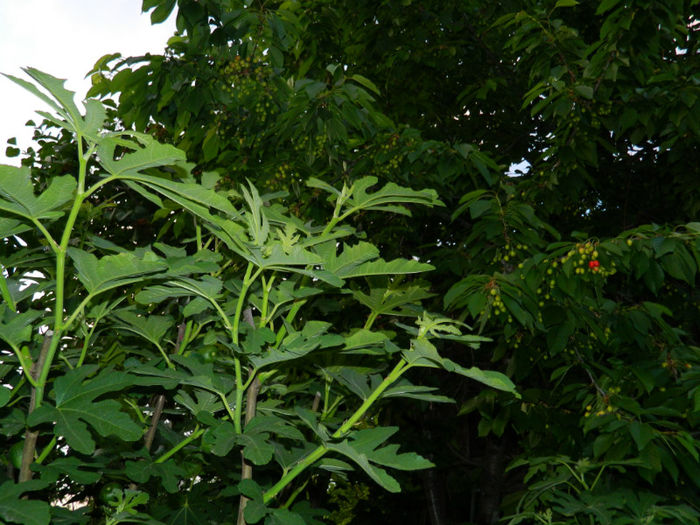DSCN8692 - MAI 2013