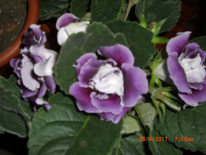 alegro purple - gloxinii 2013