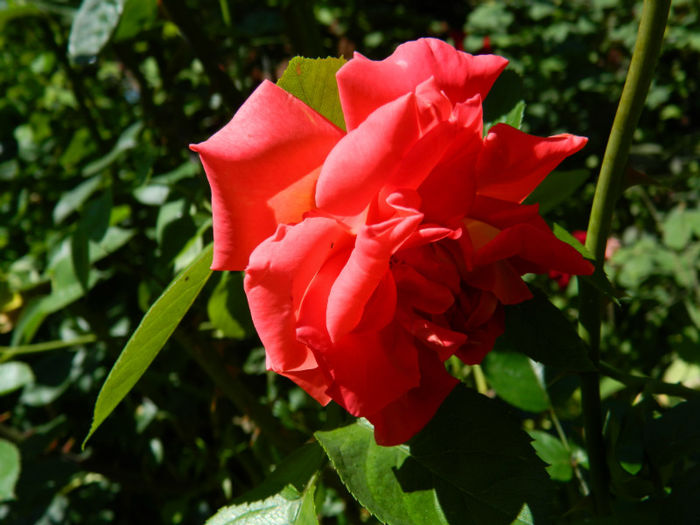 DSCN8703