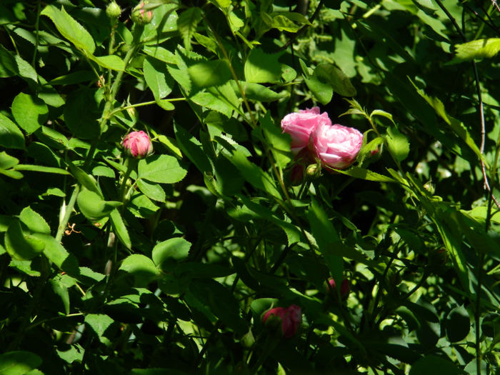 DSCN8709 - MAI 2013