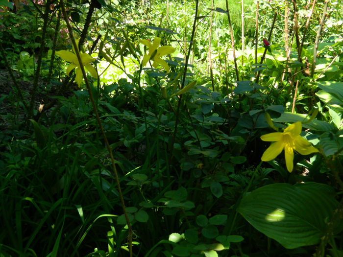DSCN8732 - MAI 2013