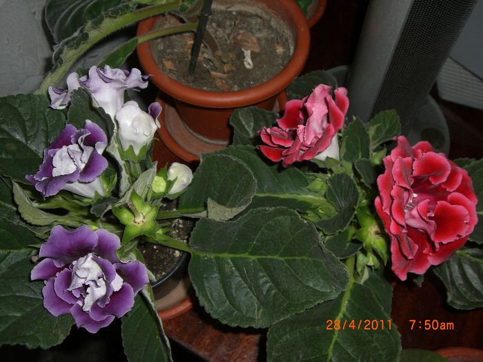 CIMG2589; gloxinia
