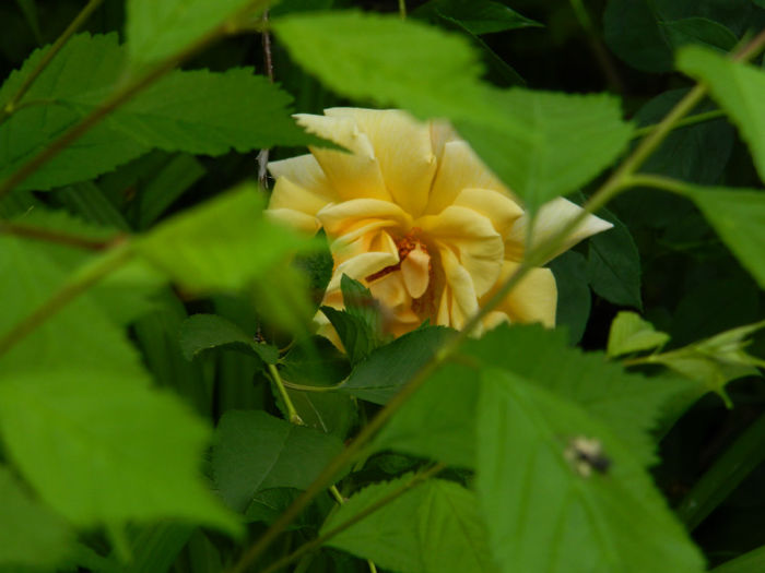DSCN8760