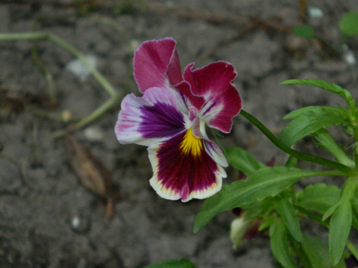 DSCN8810