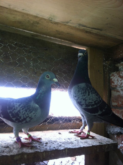 M CS 100 RON F HU 60 RON