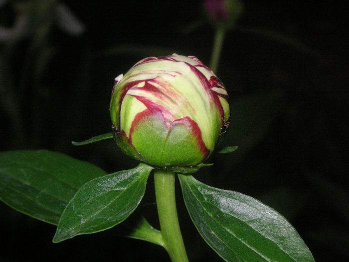 SANY0131