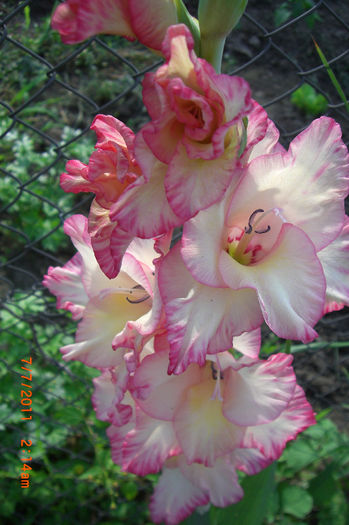 CIMG2934; gladiola1
