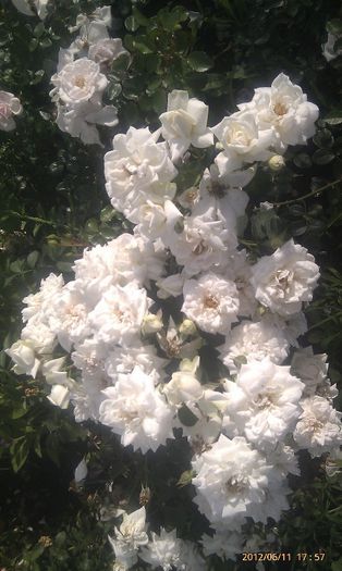 IMAG1895 - Trandafiri si alte flori albe