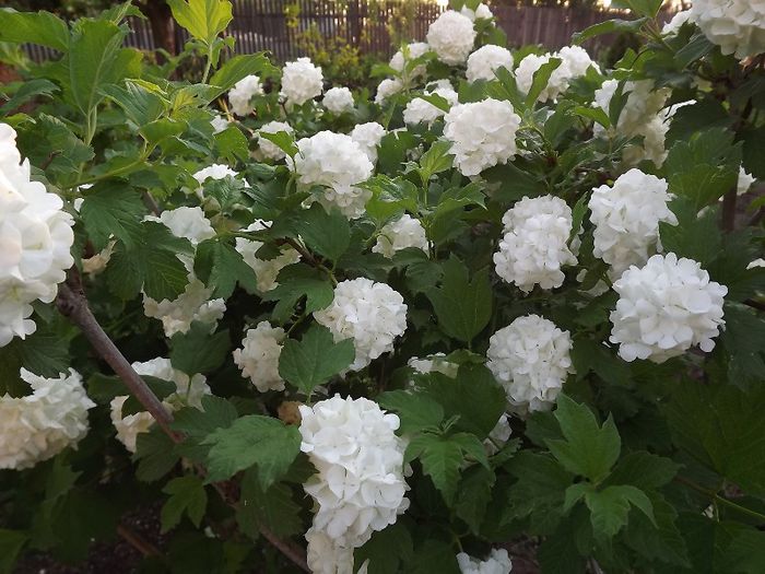 Calin, Viburnum opulus - Trandafiri si alte flori albe