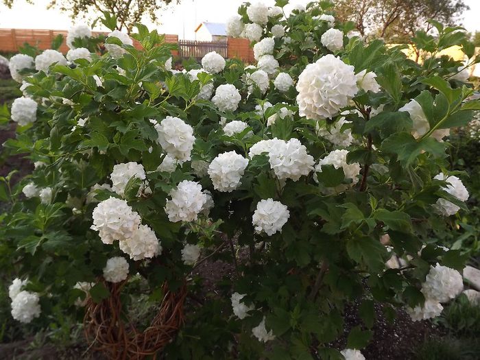 Calin, Viburnum opulus - Trandafiri si alte flori albe