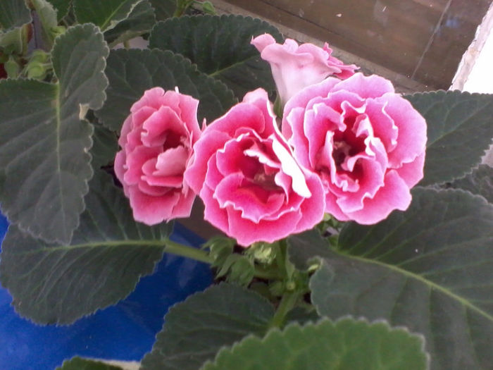 silvana pink; gloxinia roz batut
