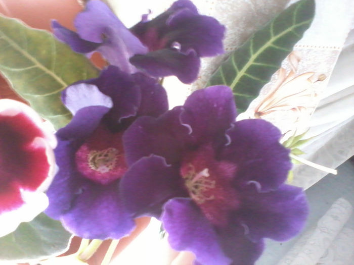 Violacea; gloxinia mov inchis simplu
