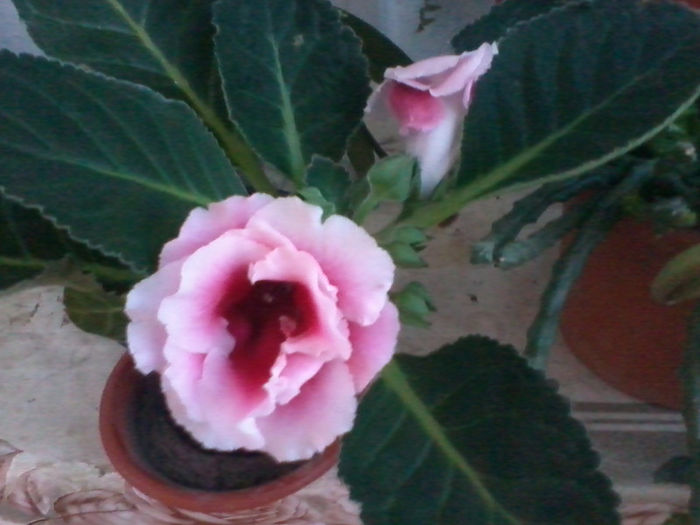 2013-05-08 20.17.31; gloxinia roz cu marginea alba batuta
