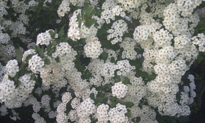 Spiraea chamaedryfolia - Trandafiri si alte flori albe