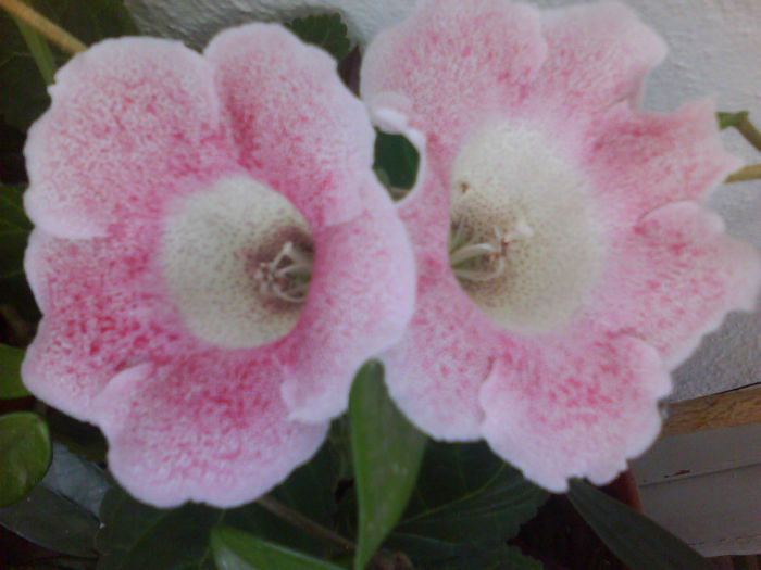 tigrina pink - gloxinii 2013