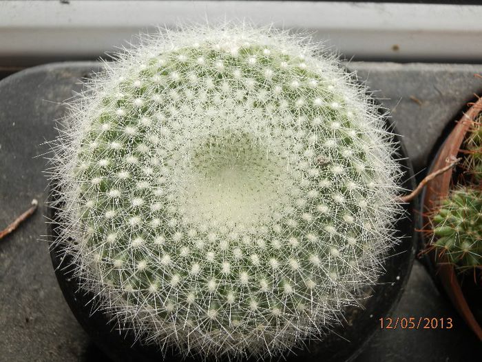 P5122272 - Cactusi_mai-2013