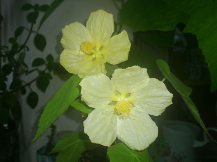 abutilon - Flori 2013