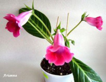 Slipper Rosu; POZA NU-MI APARTINE!!!
