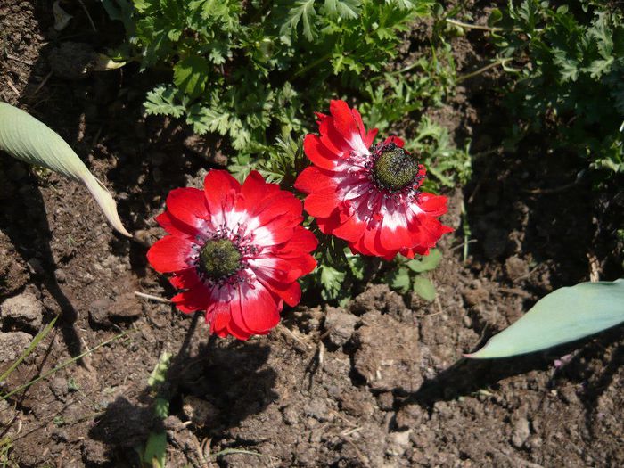 Picture 2188 - curtea primavara