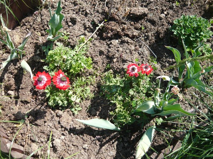 Picture 2189 - curtea primavara