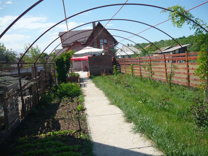 Picture 2200 - curtea primavara