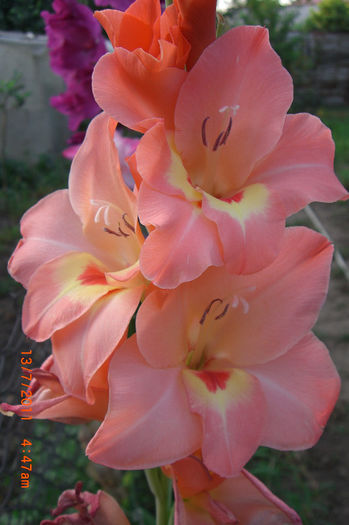 CIMG3062 - gladiole