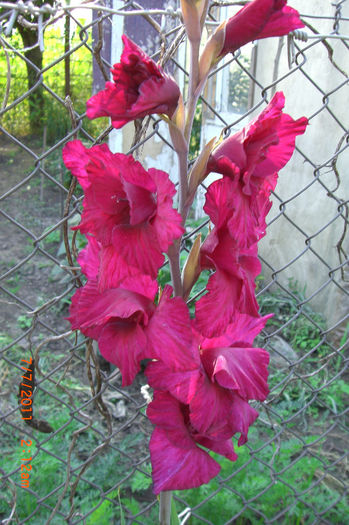 CIMG2929 - gladiole