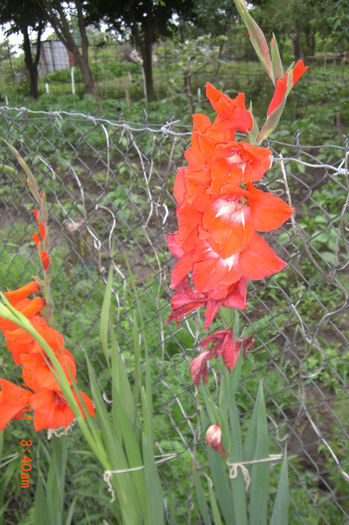 CIMG2820 - gladiole