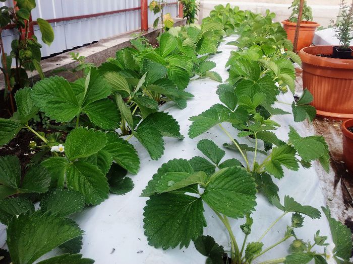 Elianny - 13.05.2013