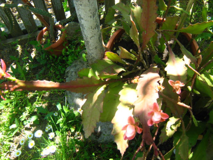 Picture 890; epiphyllum
