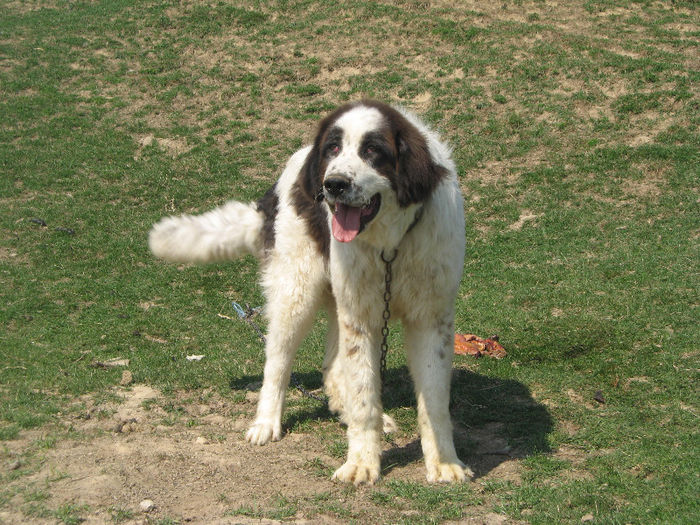mascul 8 luni