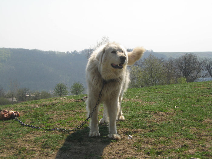 mascul