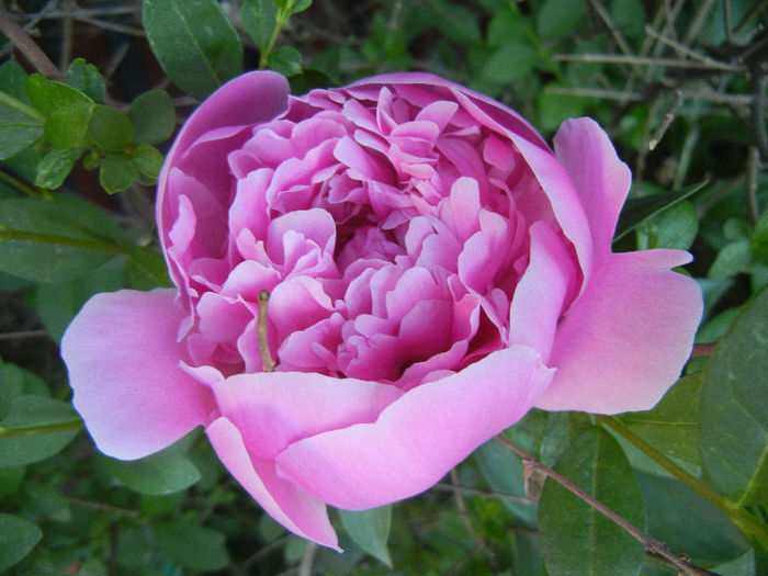 Peony. Bujor (2013, May 12)