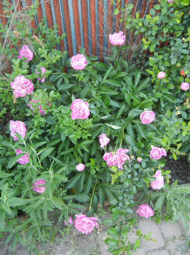 Peonies. Bujori (2013, May 12)