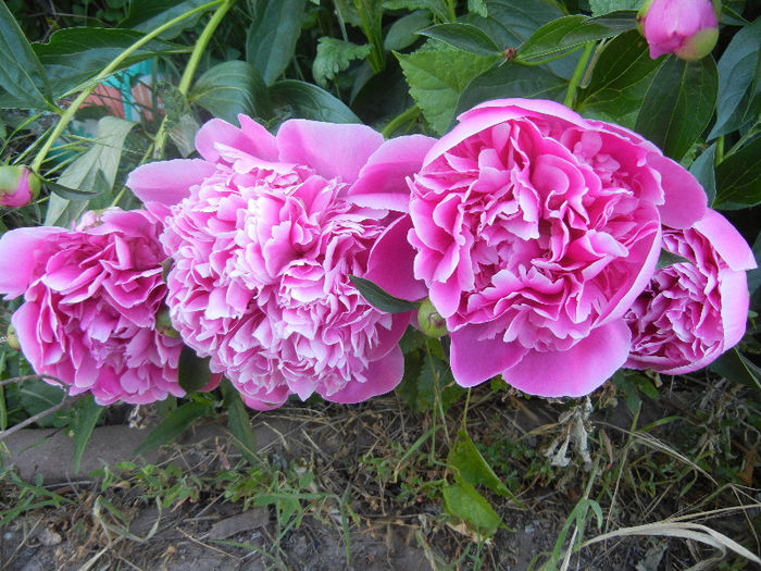 Peonies. Bujori (2013, May 12)