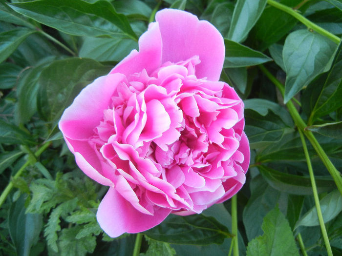 Peony. Bujor (2013, May 12)