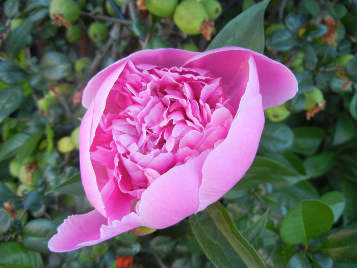 Peony. Bujor (2013, May 12)