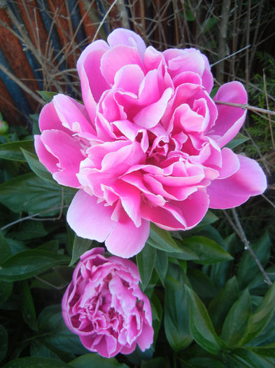 Peonies. Bujori (2013, May 12)