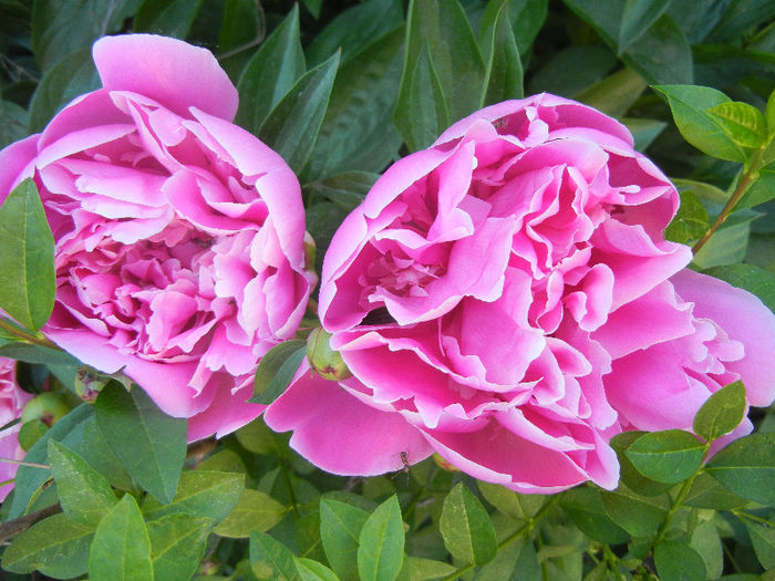 Peonies. Bujori (2013, May 12)