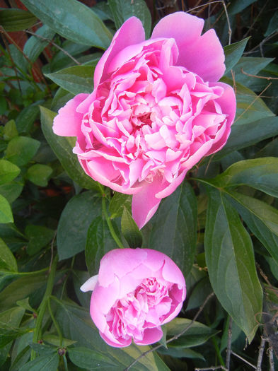 Peonies. Bujori (2013, May 12)