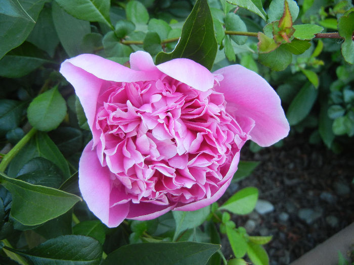 Peony. Bujor (2013, May 12)