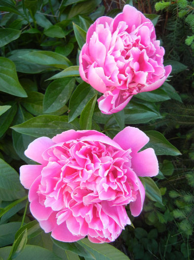 Peonies. Bujori (2013, May 12)
