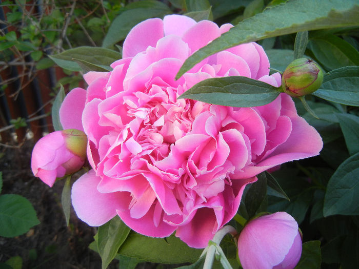Peony. Bujor (2013, May 12)