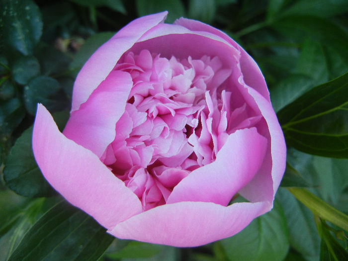Peony. Bujor (2013, May 12)