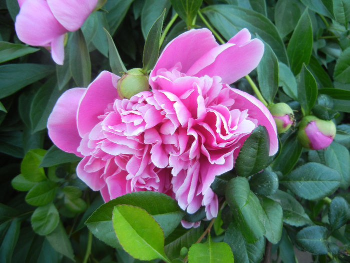 Peony. Bujor (2013, May 12)