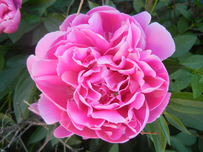 Peony. Bujor (2013, May 12)