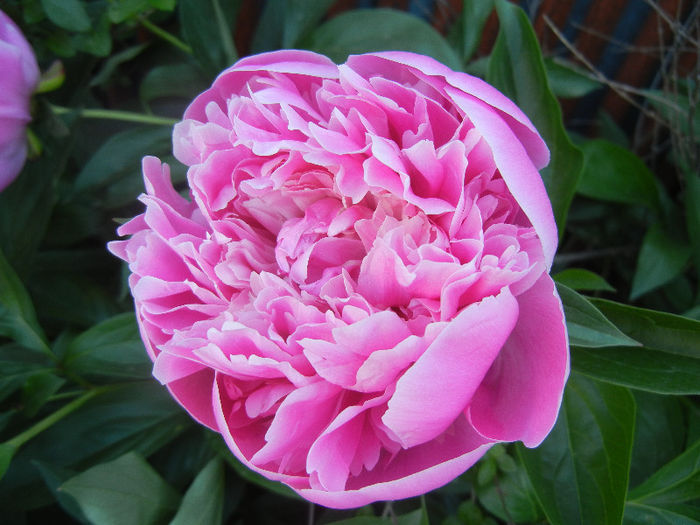 Peony. Bujor (2013, May 12)