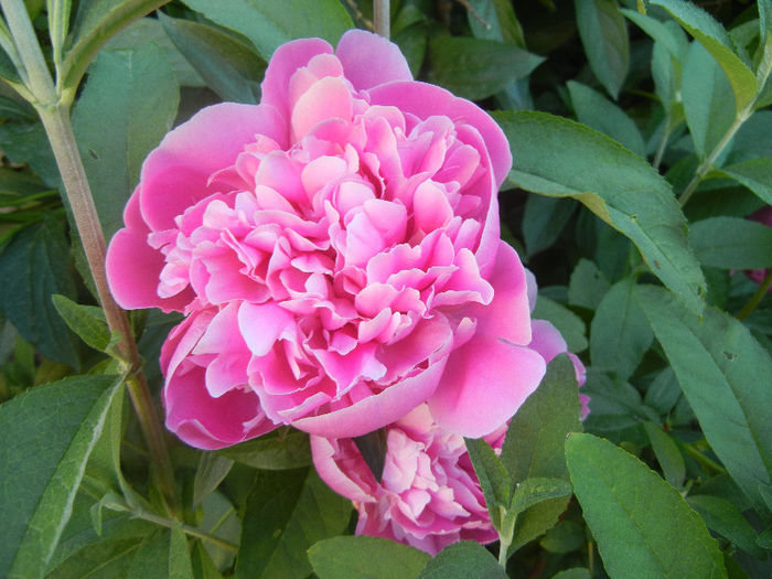 Peony. Bujor (2013, May 12)